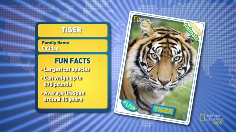 Tiger Fun Facts
