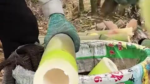 harvest young bamboo for cooking