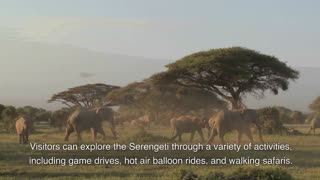 The Serengeti, Tanzania, Arica