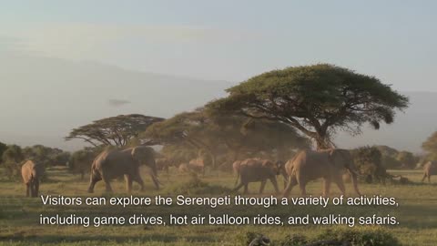 The Serengeti, Tanzania, Arica