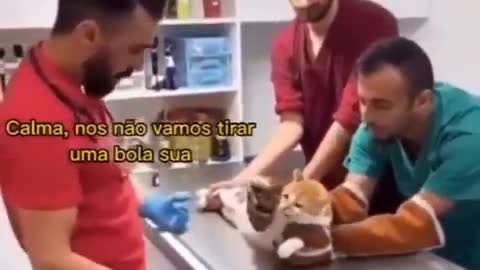 GATO AFLITO