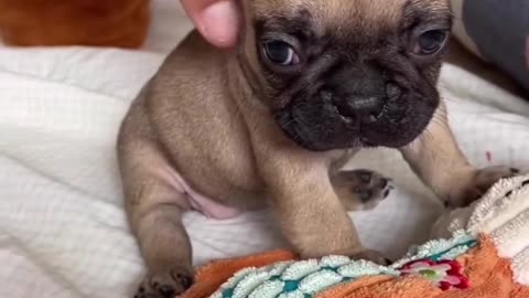 Adorable Pup : Cute Little Puppy Videos to Brighten Your Day