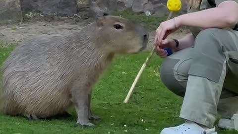 Taught Capybara how to do paw shake