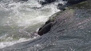 Beautiful water sounds/sounds of a beautiful river/sounds of rapids/fresh water.