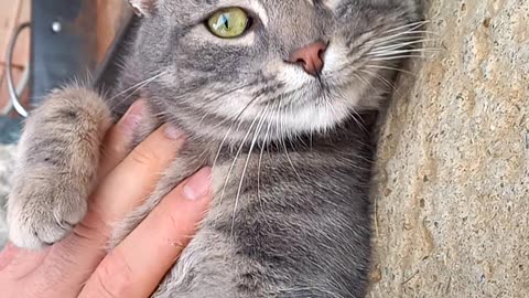 Grey Bengals cat