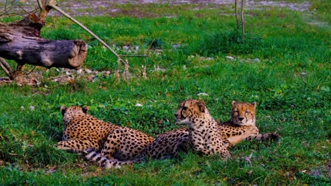 Cheetah predator dangerous