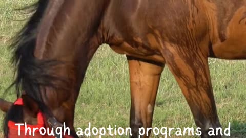 Welcome to the heartwarming world of Saddlebred Rescue, Inc.