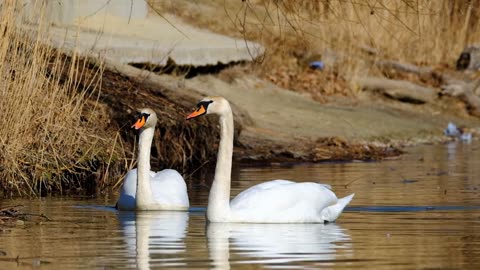 Swan Splendor Discovering the Majesty of These Graceful Birds Swan Majesty