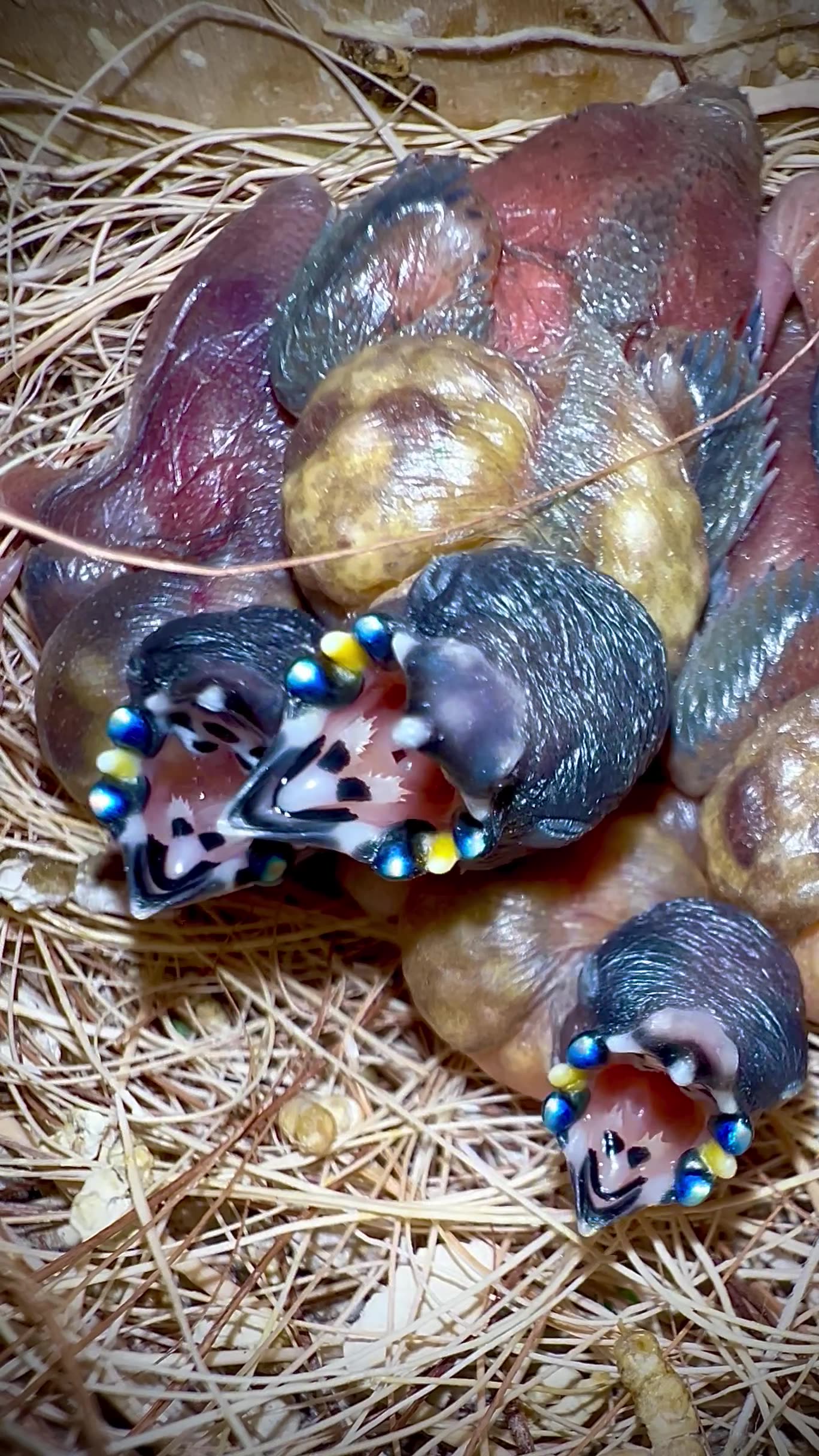 Gouldian Finch Chicks