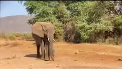 Amboseli National Park