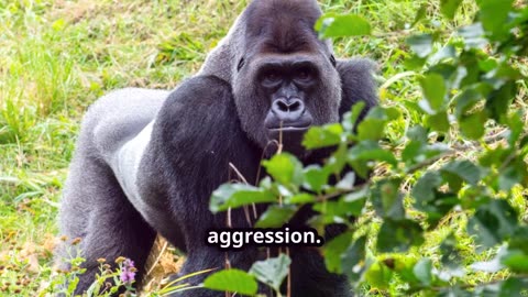 Gorillas: What You've Always Gotten Wrong (Debunking Misconceptions)