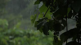 Rain Sound On Window with Thunder SoundsㅣHeavy Rain for Sleep, Study and Relaxation, Meditation