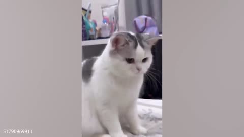 funny cats