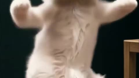 pet dance_2