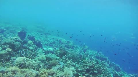 Bunaken - Marine Park in North Sulawesi Indonesia.