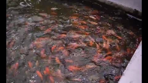 cool, feeding fish