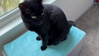 Adopting a Cat from a Shelter Vlog - Cute Precious Piper Enjoys the View From Her Spa