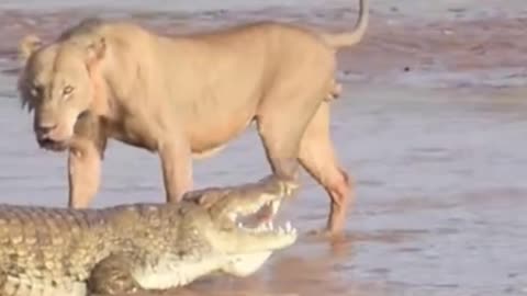 crocodile attacked by lions