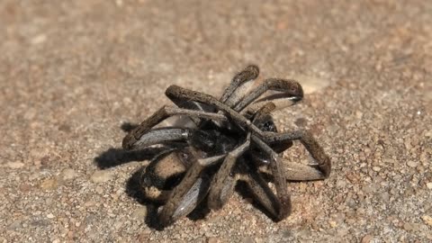 Wolf Spider Found Dead