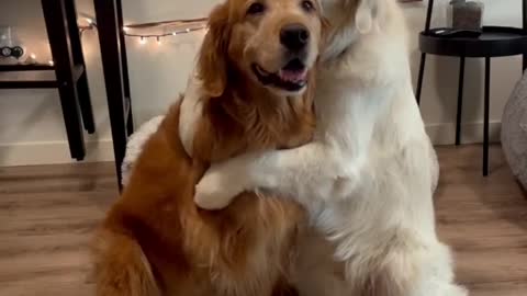 Happy Golden retriever day 💛