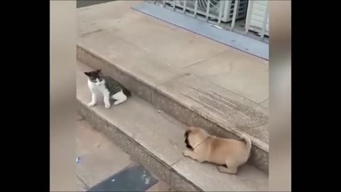 Funny cat vs dog
