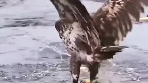 Eagle catches salmon. #shorts #animals