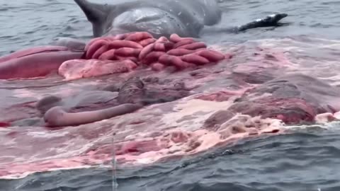 Sick whale in ocean 🌊