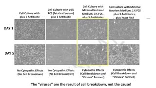 A professor explains why the virus theory is flawed, wrong and a hoax.