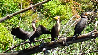 Cormorants