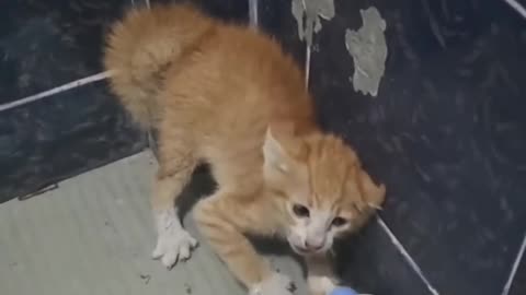Brave Kitten - Valiente gatito