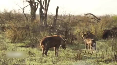 7 hyena vs wild dog fights