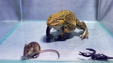 Asian Bullfrog Sees Big Rat and Scorpions! Asian Bullfrog Live Feeding