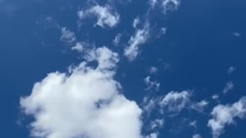 #shorts #seagulls dancing and calling in the blue sky among the white fluffy clouds, #birds #seagull