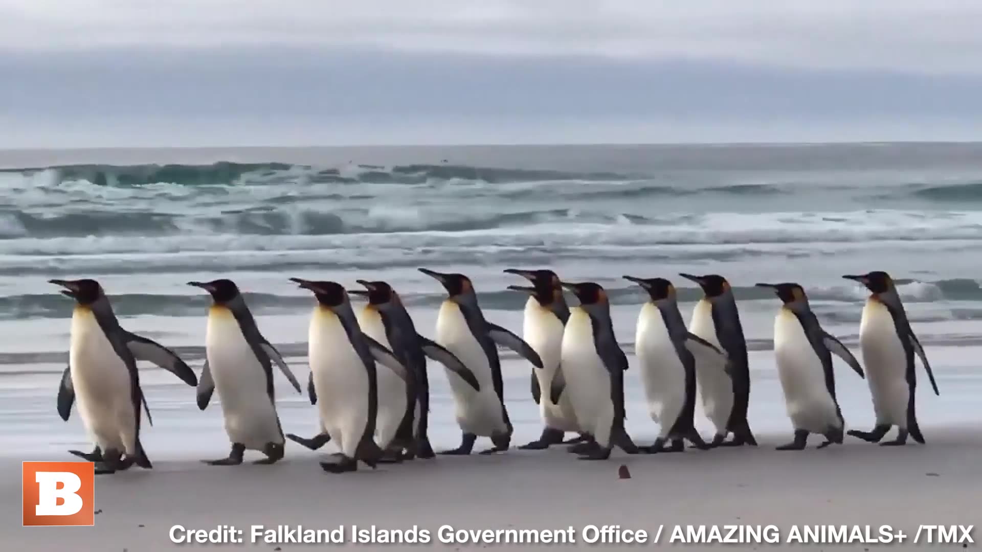 Chill Penguins Minding Their Own Business Waddle Across U.K. Beach