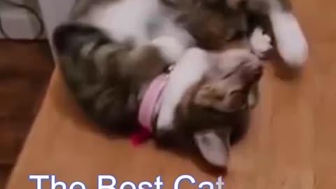 Best funny cat video