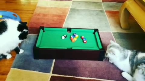 Sweet cats playing pool