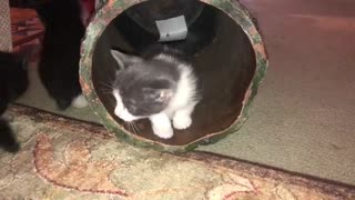 Kittens Great Escape!!!