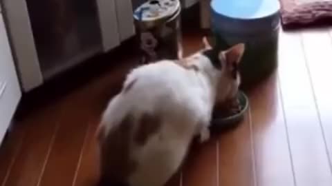 Funniest dog and cat videos