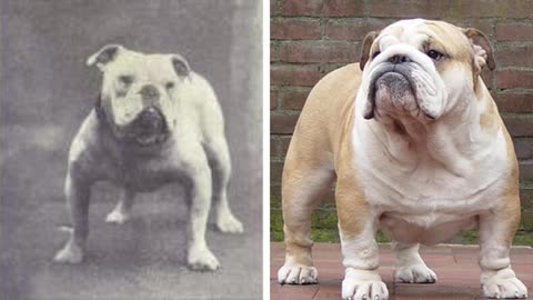 Evolution of Bulldogs