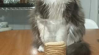 Cat Doesn't Want Your Cookies