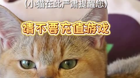 Fools online warmth# of pet in career planning古口柯克