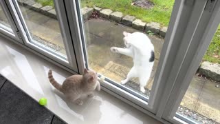 Neighbour's Cat Got Moves