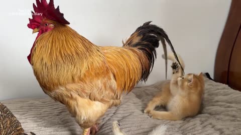 The kitten wants to eat the rooster.It_s too hard to bite_hen sleeps with the kitten.