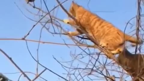 cat vs bird