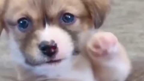 Adorable Puppy Mayhem: Cutest Moments Compilation