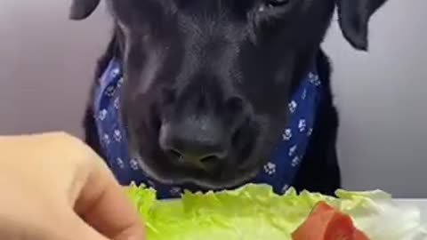 Dogs 🐕 feed trending video
