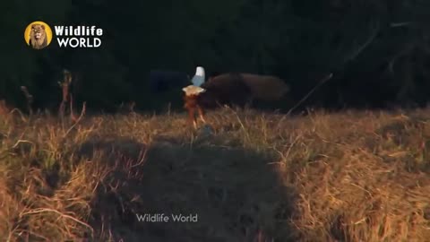 Eagles accatk animals amazing animals