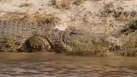 Hyena Confronts Crocodile, Lion Who's the Hungry God When Animal Kings Compete