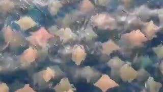 Amazing drone footage has captured a beautiful view of a school of stingrays