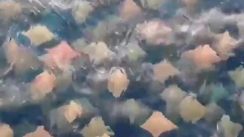 Amazing drone footage has captured a beautiful view of a school of stingrays